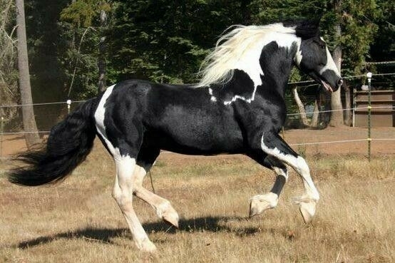 All the Pretty Horses