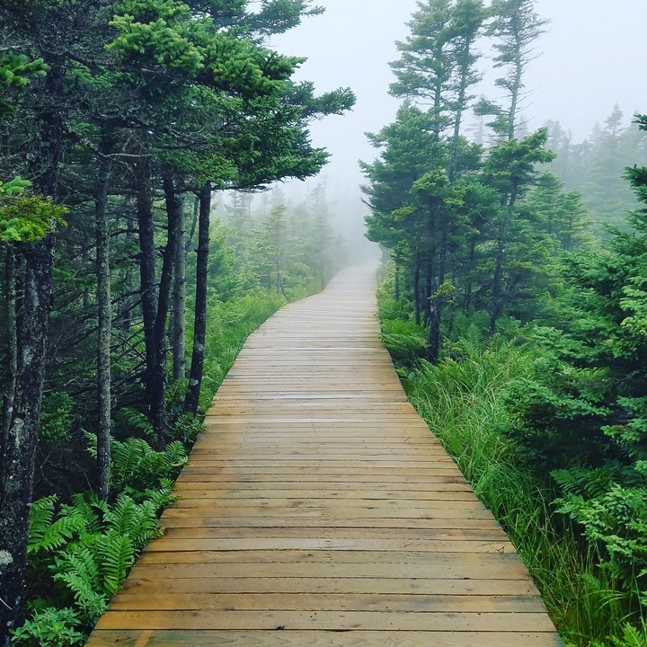 Foggy morning woods
