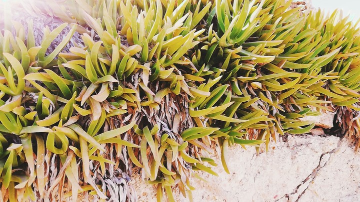 Succulent.