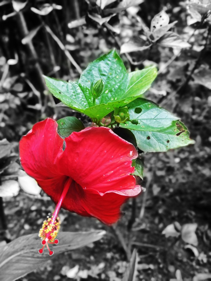 Flower