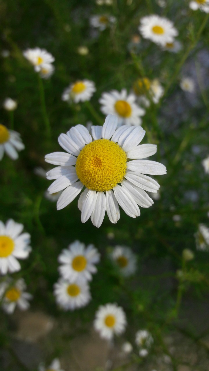 Chamomile