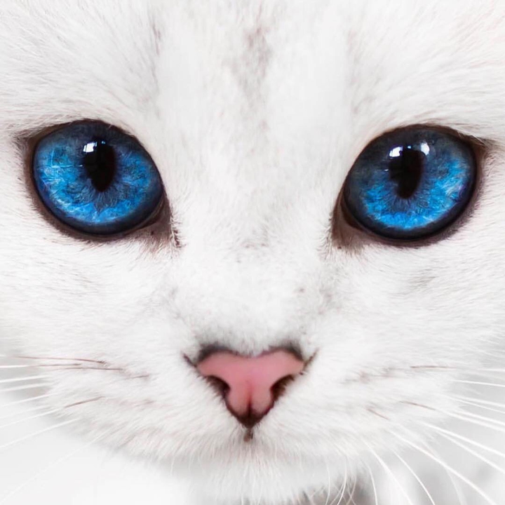 whole eyes