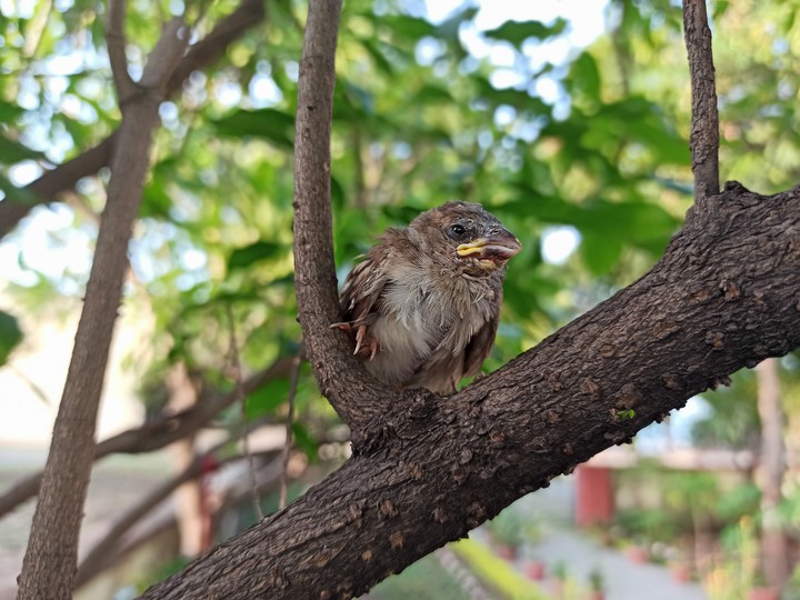 baby sparrow
