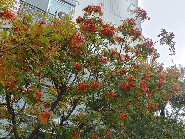 가을열매