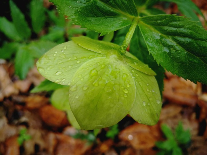 Waterdrop