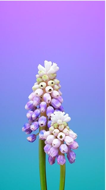 Lilac Flowers