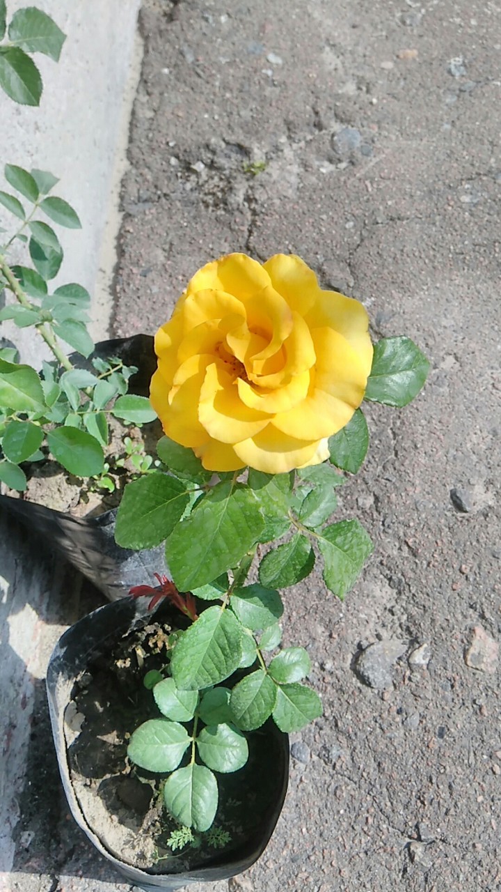 жовта королева саду