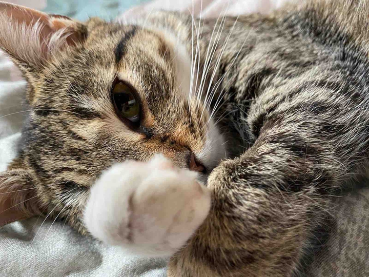 cat