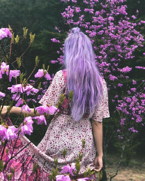 violet, plant Hintergrundbilder