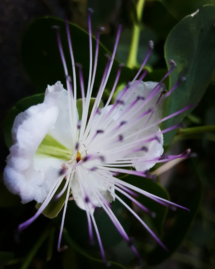 A flower in the night