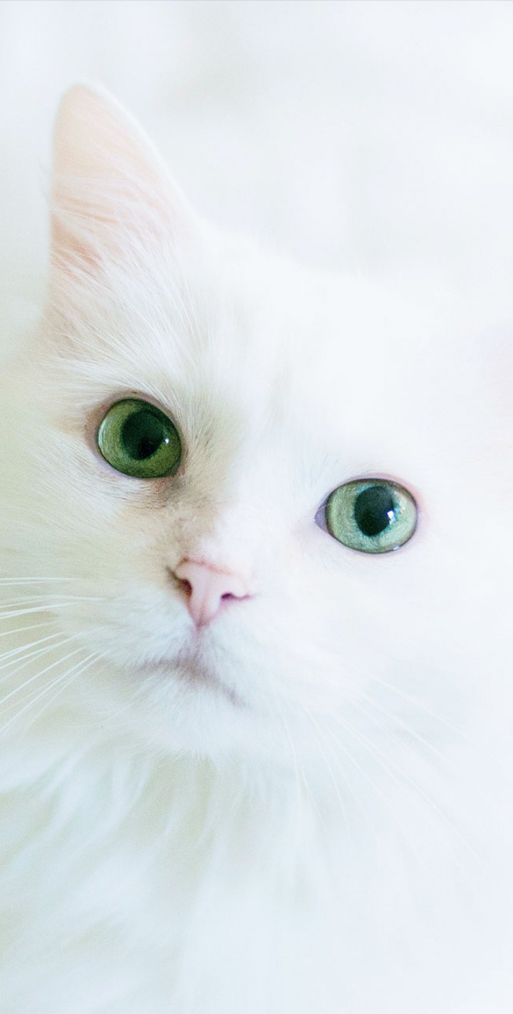 кошечка
