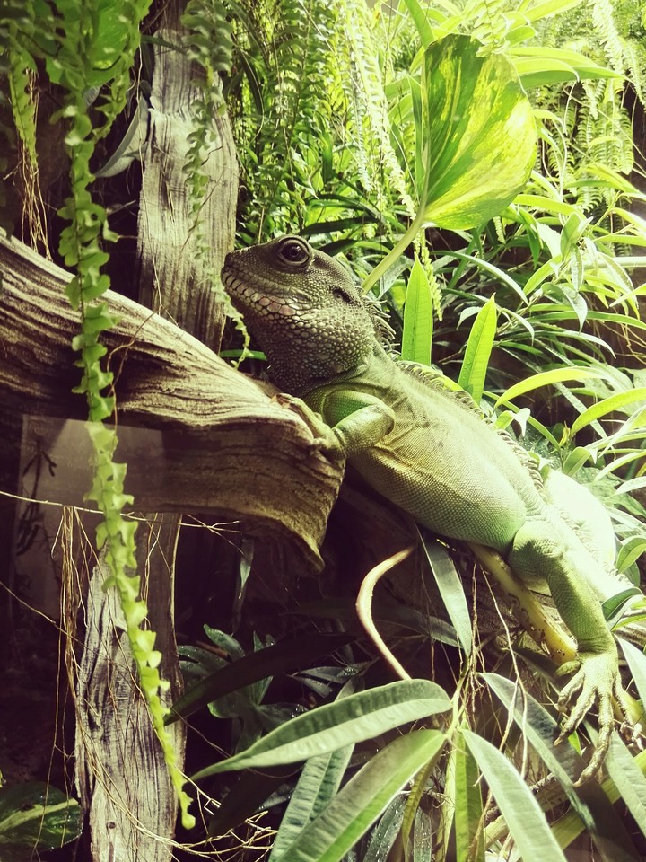 Leguan