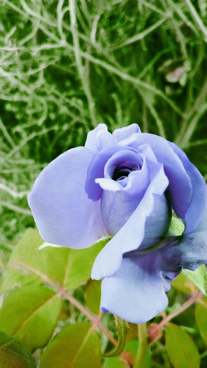 blur rose
