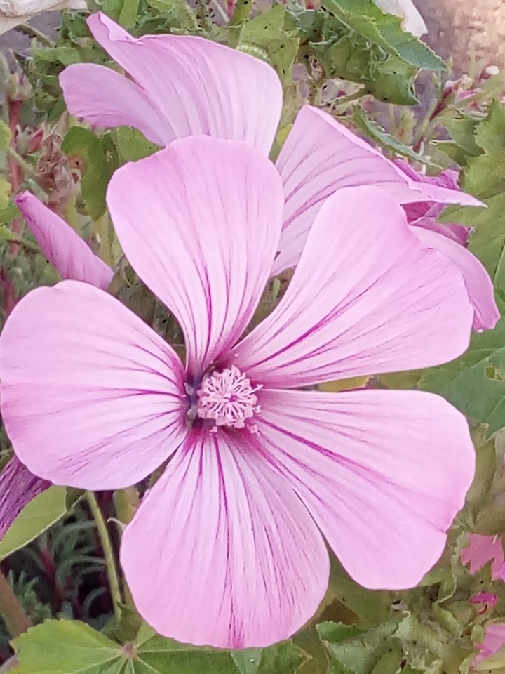 Flower of Balkon