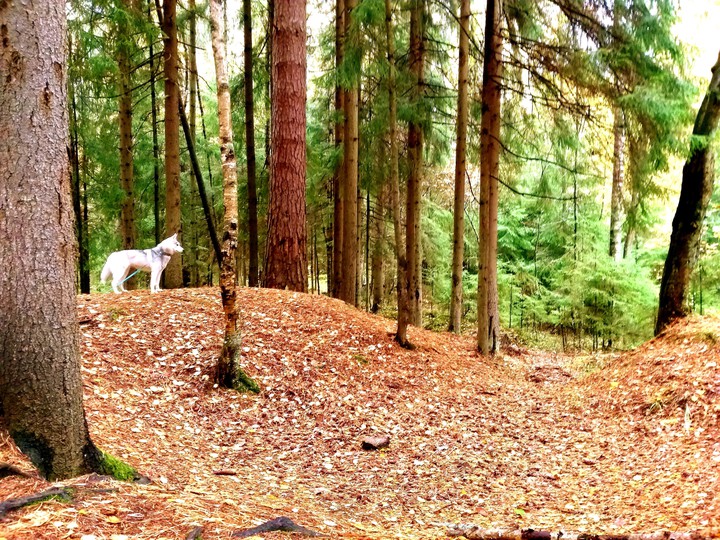 04.10.2019Siberianhuskies