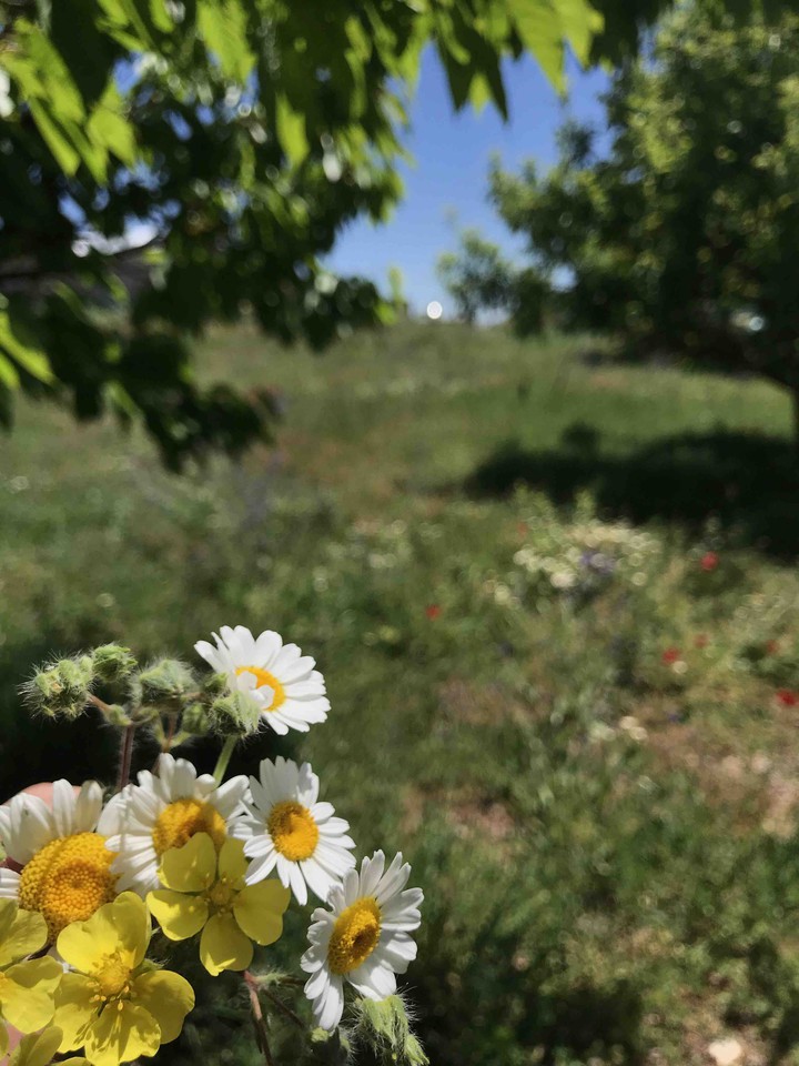 daisys