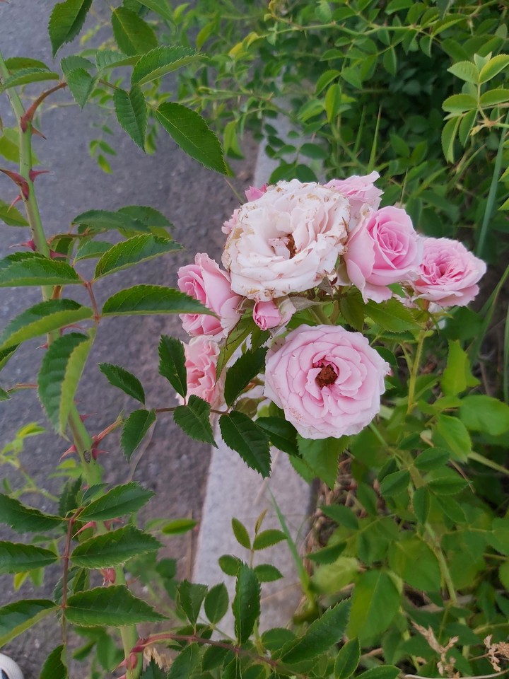 #rose