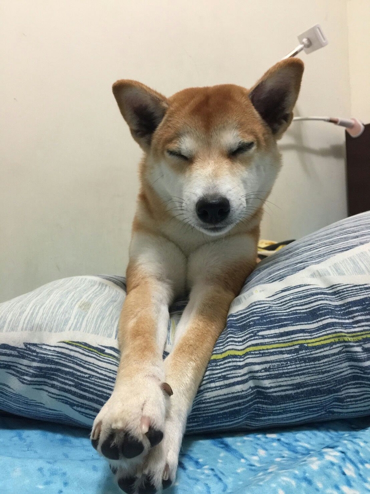 DOG柴