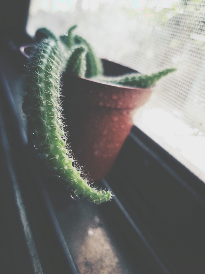 cactus