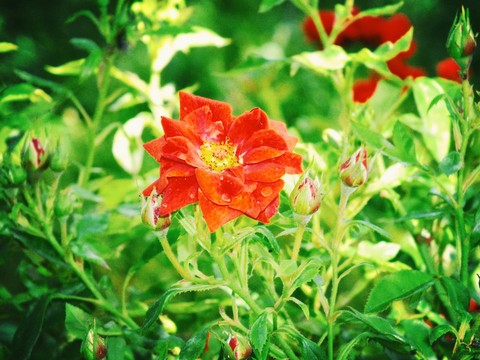 Gül - Rose