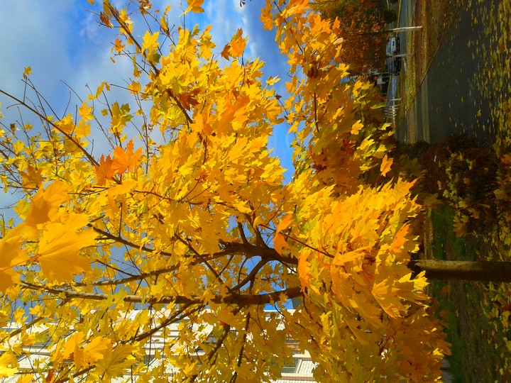 autumn in the city