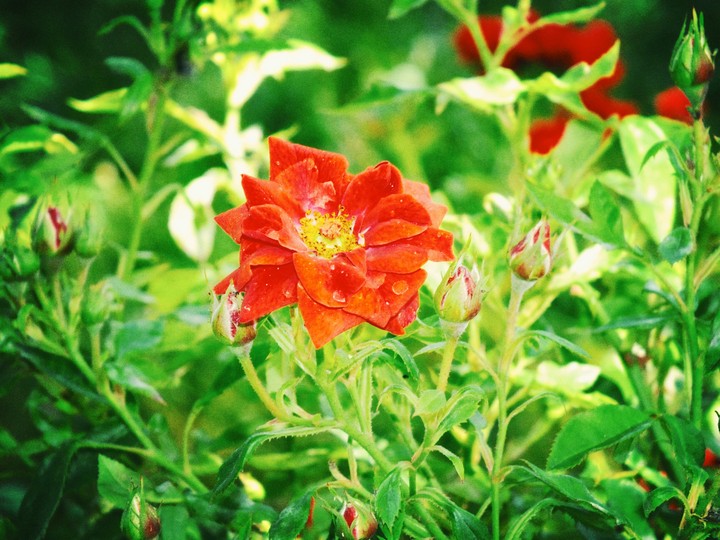 Gül - Rose
