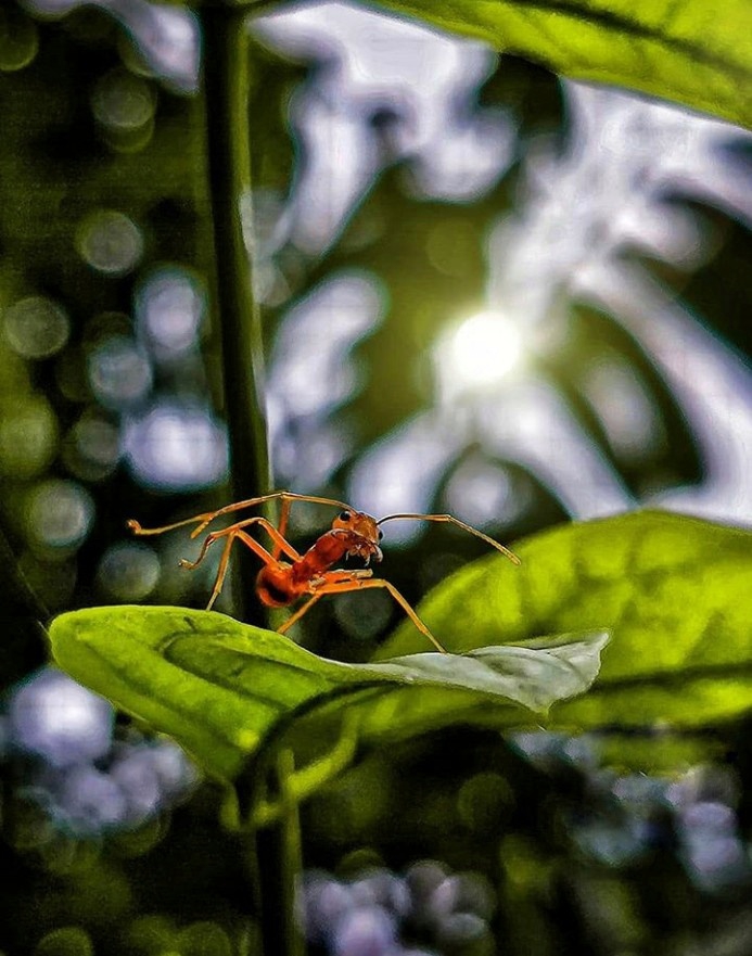 ant