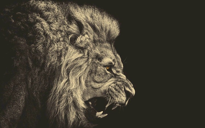 The Pride - Lion