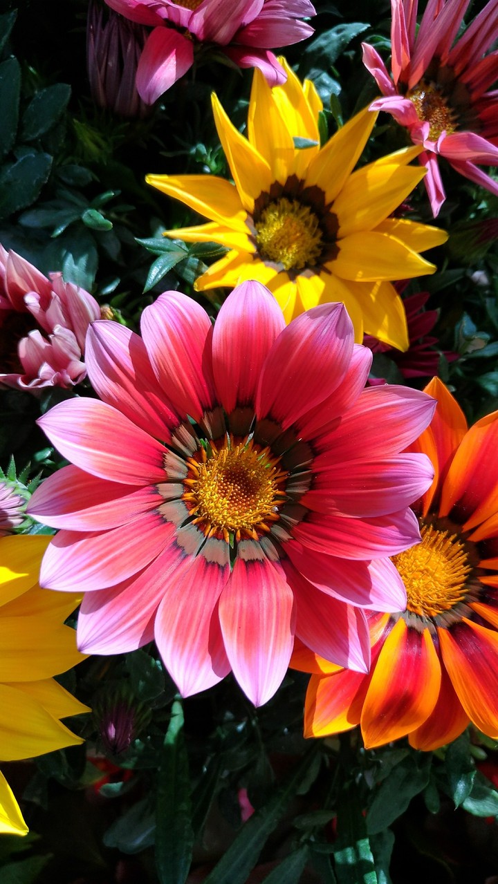 Gazania