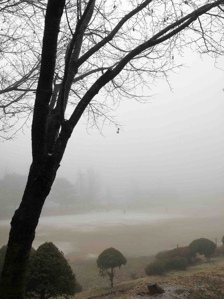 winter tree in fog