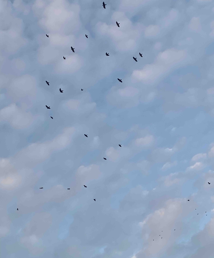 birds