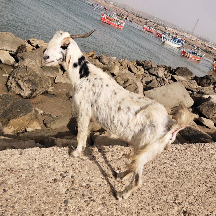goat in the beach ?