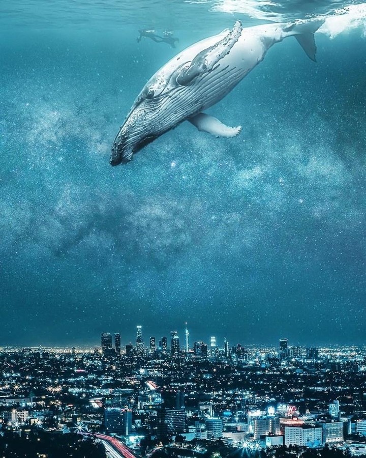 Whale in stars