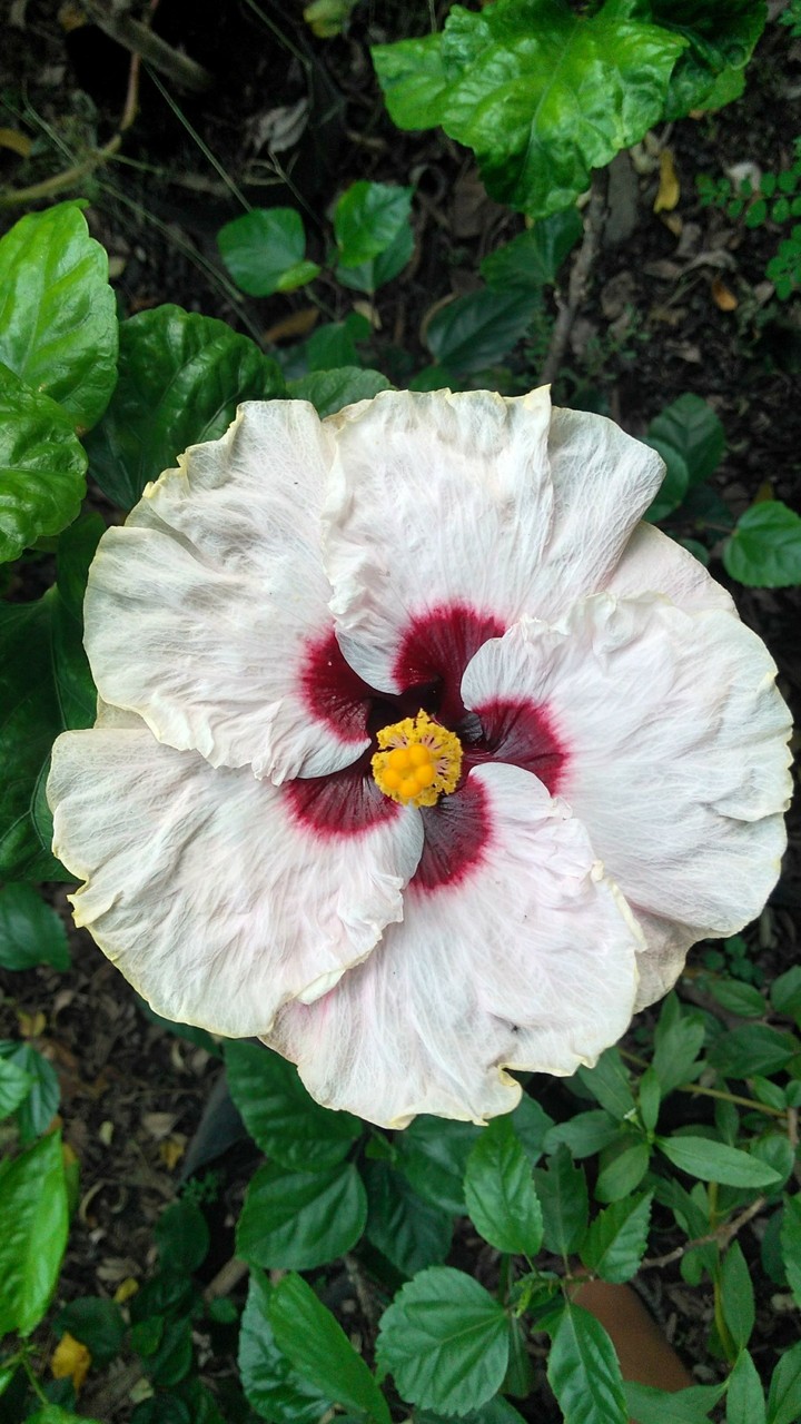 flores