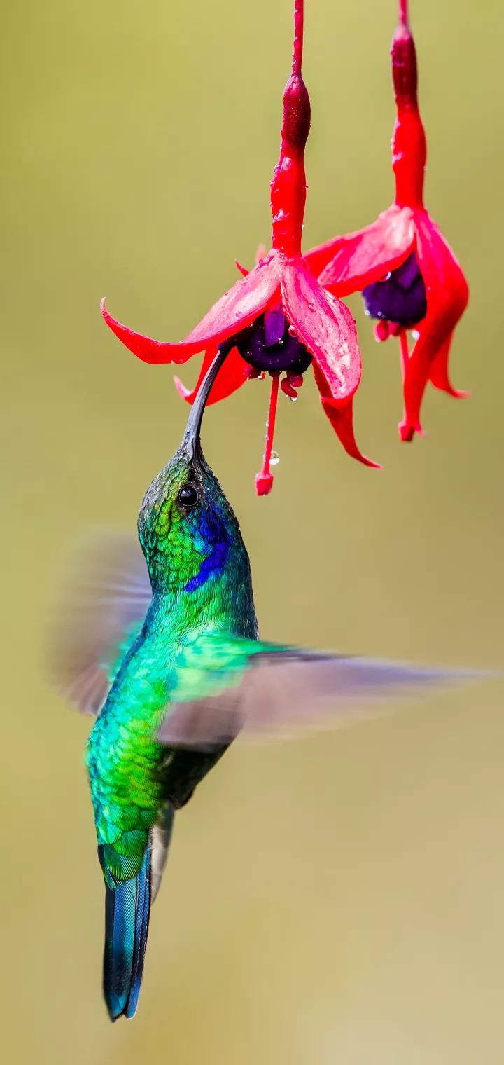 cute Tyne bird