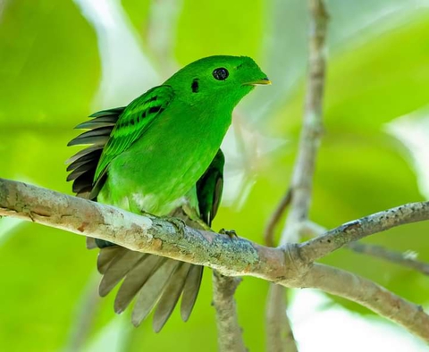 Green buddy