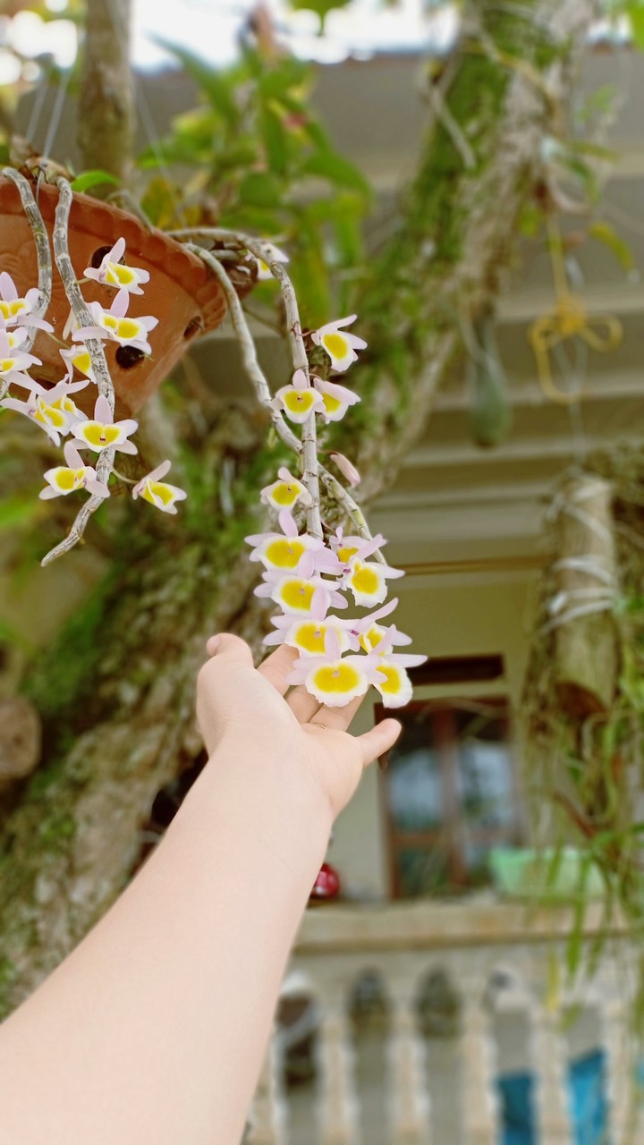 flower