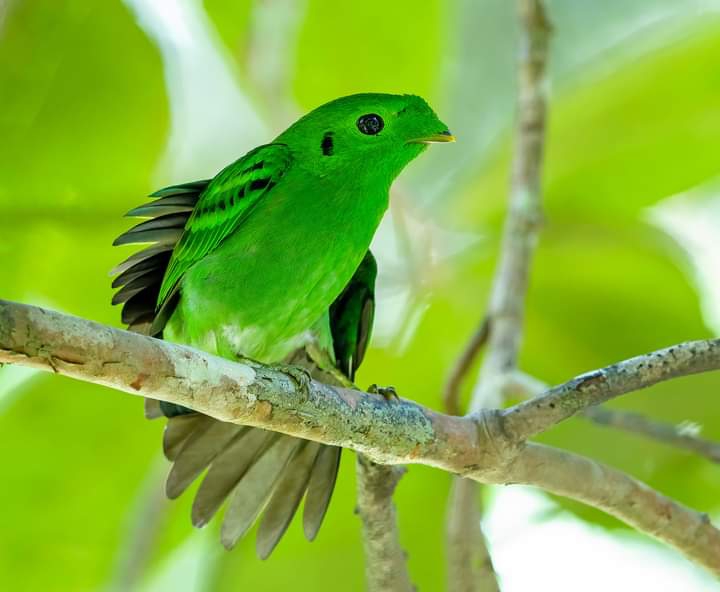Green buddy