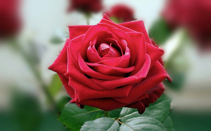 red rose