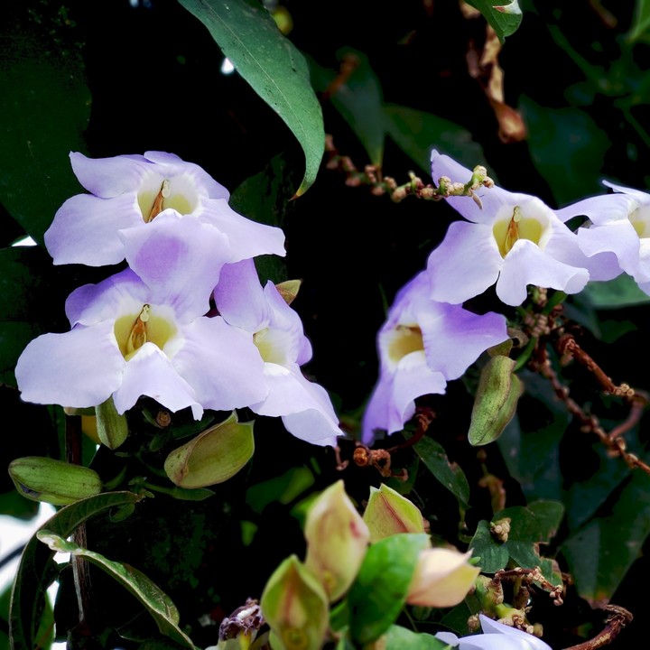 nature love