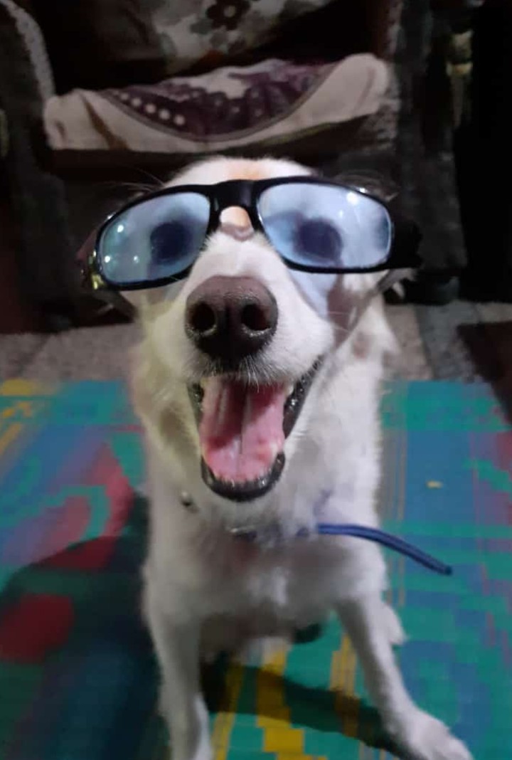smarty