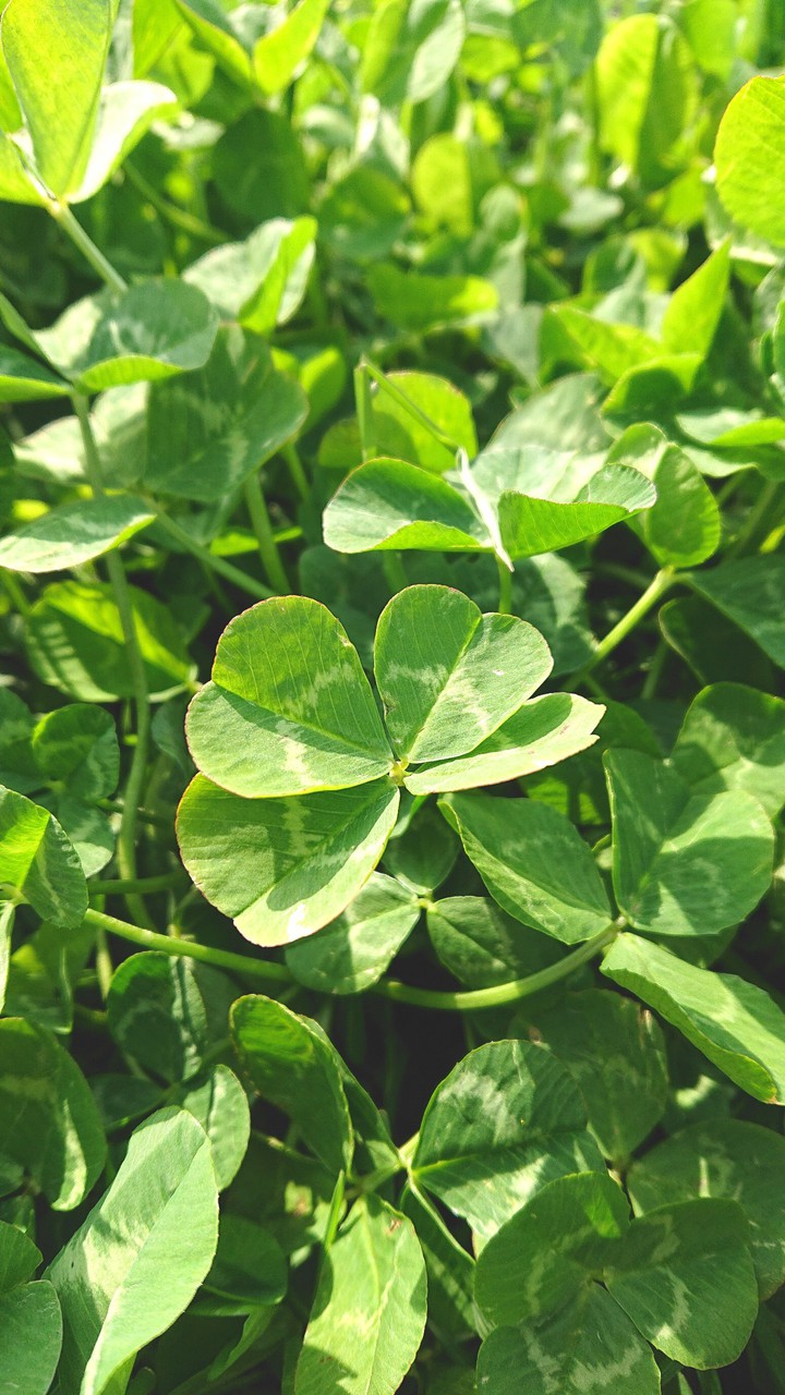 four-leaf clover
