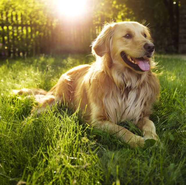 Loyal golden retriever
