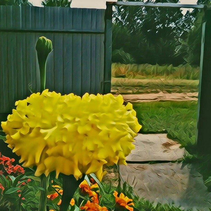 plant