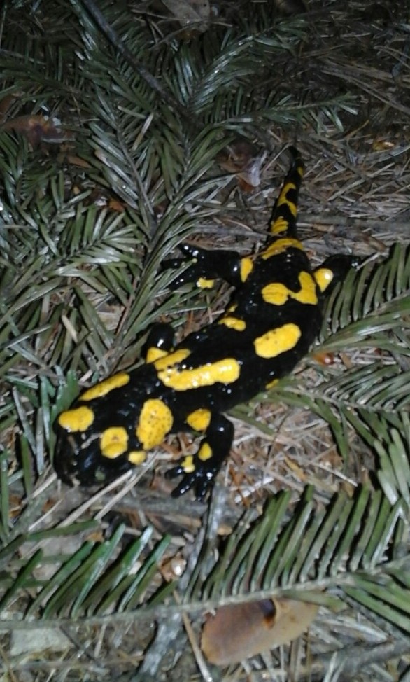 salamander
