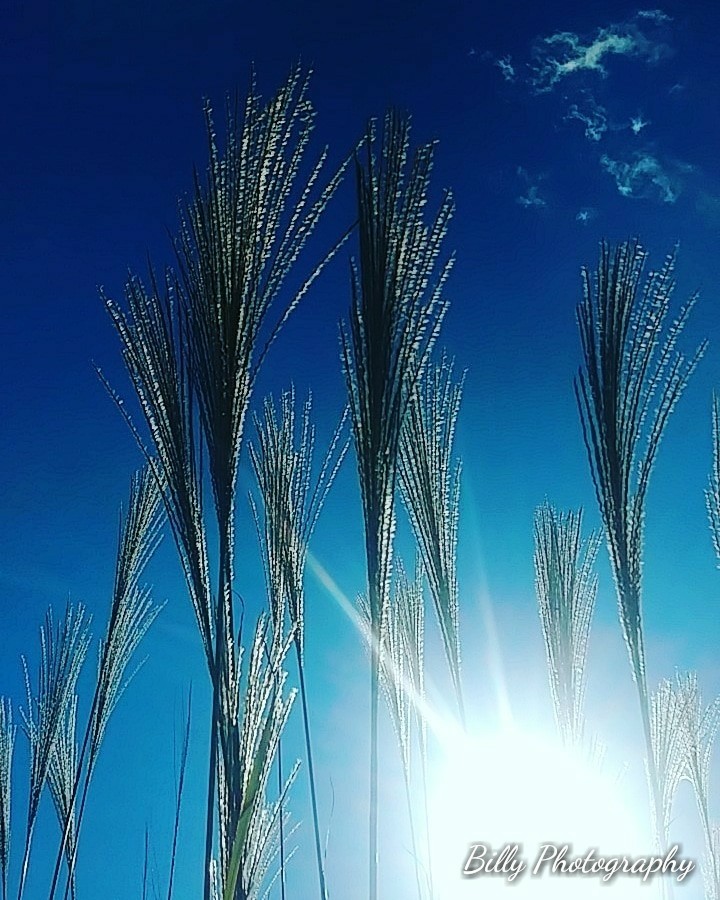 billy photography