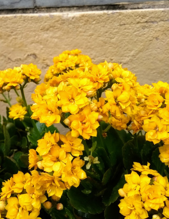 Flores amarelas