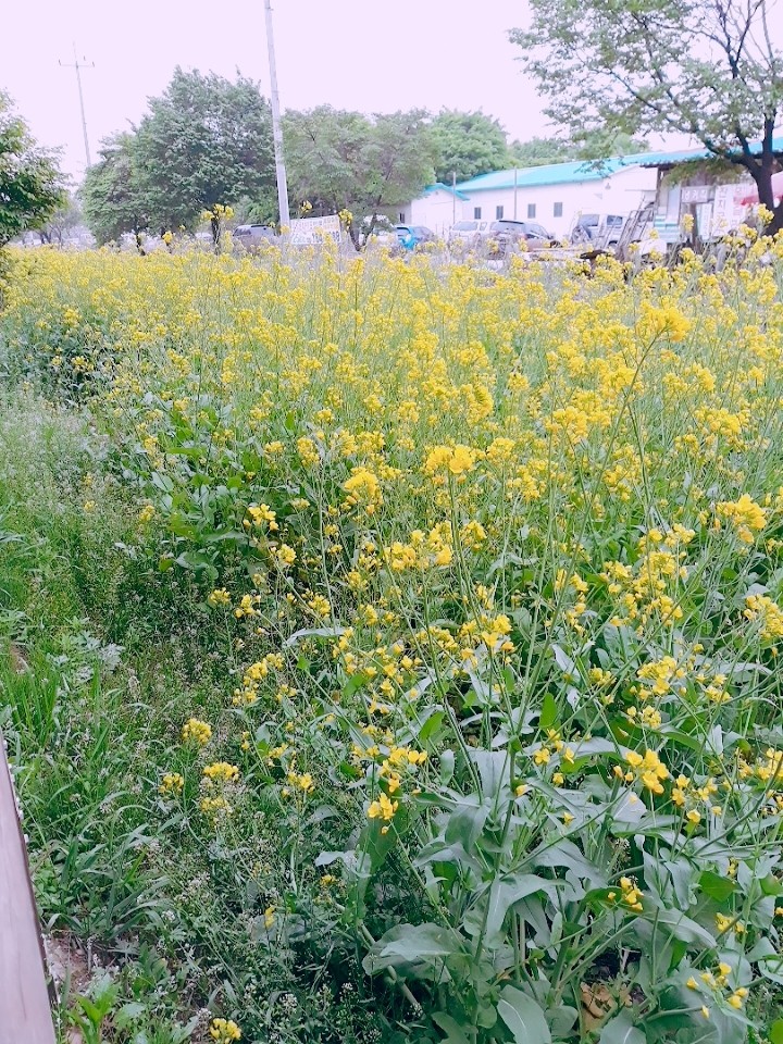 유채꽃