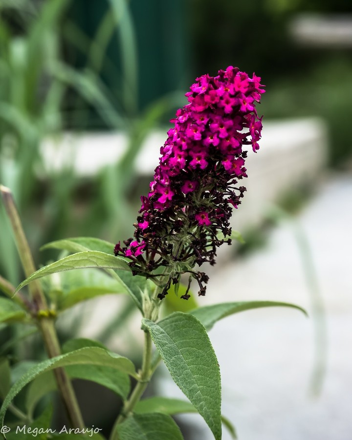 Magenta