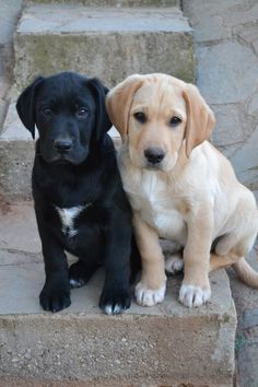 It dogs.